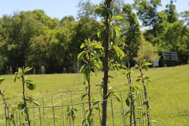 In your region, if you receive at least an inch (2.5 cm.) of rain every ten days, your cherry trees should be receiving adequate water. Lema Watering Fruit Trees Remotely Using My Lema App Facebook