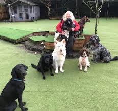 Over 65,000 sitters have listed their services on rover, making it easy to discover your dog's home away from home. Train Me My Dog Training Home Boarding Doggy Daycare Home Facebook