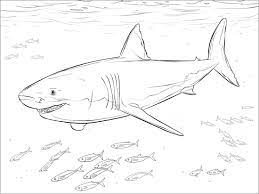 Shark coloring book for a. Shark Coloring Pages Coloringbay