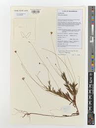 Image result for Emilia transvaalensis