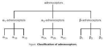 adrenoceptors introduction bps iuphar guide to pharmacology