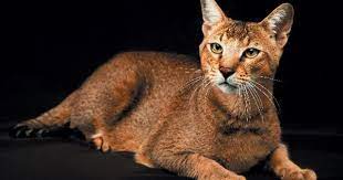 Pin On Cats And Others