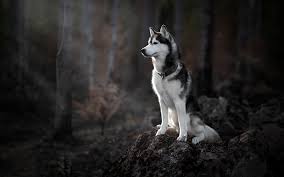 Hold dig opdateret på nyheder fra din region her Husky Siberiano Wallpapers Hd Pets Lovers