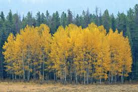 The prairie gold aspen is adapted to the drought, heat and humidity of the nebraska prairie. Quaking Aspen Tree Populus Tremuloides 2 3 Lot Of 25 Other Plants Seedlings Home Garden