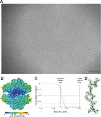 Surpassing The Physical Nyquist Limit To Produce Super Resolution Cryo Em Reconstructions Biorxiv