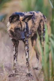 Afrika Yaban Kopegi Animals Wild African Wild Dog Animals