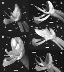 Image result for Platycoryne affinis