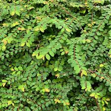 Image result for Phyllanthus confusus