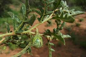 Image result for Solanum cyaneopurpureum