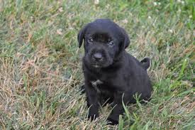 Century farm puppies has been breeding and raising cavachon puppies for over 25 years. Tucker S Labs Lab Pups For Sale Labrador Retrievers Iowa