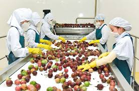 Từ năm 2025, một loại quả của Việt Nam chính thức được xuất khẩu ...