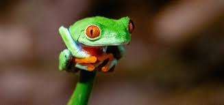 May 22, 2013 · cute and girly screen names and usernames! The Data Frog