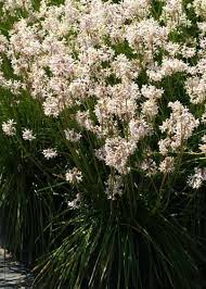 Image result for Tulbaghia cameronii