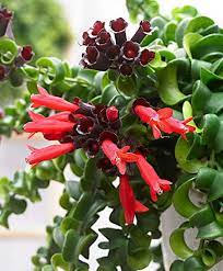 Brighter light will encourage her. Generic Curly Lipstick Plant Aeschynanthus Rasta Easy Blooming House Plant 6 Inch Pot Amazon De Garden