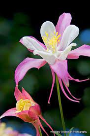 Pin On Flowers Beauty Colors And Design Patterns