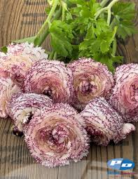 Image result for Ranunculus stagnalis