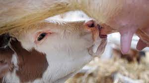 Dieses wird direkt nach der geburt von seiner mutter getrennt und kommt in die kälberaufzucht, wo. Landwirtschaft Kurz Erklart Warum Kuhe Milch Geben Br24