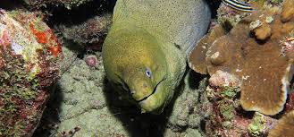 Enjoy the expanse and the enormity of this. Giant Moray Eel Sanook Scuba