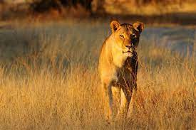 Grassland Biome Animals And Plants Inhabiting This Natural Wonder Science Struck