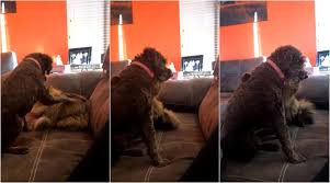This Video Of A Cat Hugging A Dog Is All You Need For A Beautiful Start To 2019 Trending News The Indian Express