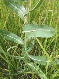 Image result for Lactuca setosa