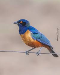 Image result for Oliverella hildebrandtii