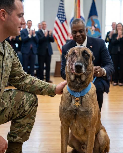 K-9 Valor, a Belgian Malinois, receives Congressional Medal of Honor for  saving 47 soldiers