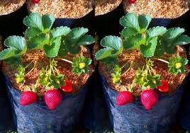 Itulah tadi cara menanam buah jeruk serta beberapa tips yang berguna bagi kamu yang ingin mencoba menanam buah jeruk sendiri di rumah. 21 Jenis Tanaman Buah Dalam Pot Yang Paling Cepat Berbuah