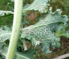 So, which natural fly deterrents are scientifically proven to keep flies at bay? 17 Natural Ways To Get Rid Of Greenfly Aphids Dre Campbell Farm