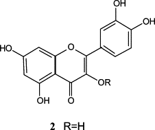 Image result for Cryptolepis hypoglauca