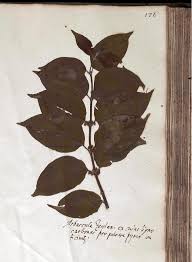 Image result for Hunteria zeylanica