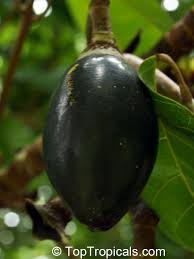 Image result for Canarium