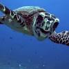 Most notably, the graceful and gorgeous hawksbill sea turtle is a rapidly disappearing species. 1