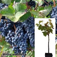 Image result for Vitis vinifera