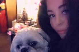 Poppie the shih-tzu savaged by two "pit bull"-type dogs off their leash