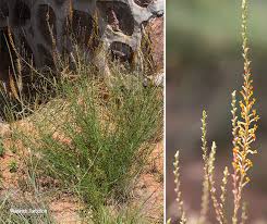 Image result for Hebenstretia angolensis