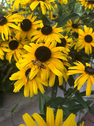 Schedule every bloomin thing in iowa city, iowa (ia) for your event. What Are These Little Guys They Look Like A Hybrid Of Bees And Boxelder Bugs And They Are Loving These Flowers Iowa City Ia Whatsthisbug