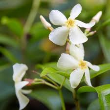 Is star jasmine deer resistant. Asiatic Jasmines For Sale Brighterblooms Com