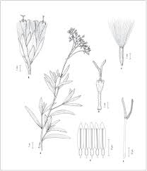 Image result for Biophytum helenae