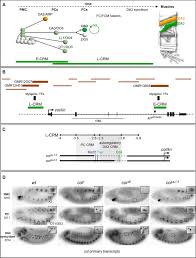 Formation of structures like hair and nails d. Intrinsic Control Of Muscle Attachment Sites Matching Elife