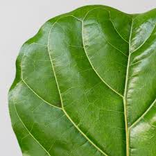 A place to discuss all things fiddle leaf fig (ficus lyrata). Fiddle Leaf Fig Ficus Lyrata Large House Plants Online