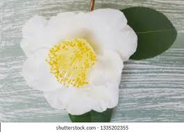 Tea is the second most popular drink in the world, after water. Camellia Tea Plant Stock Photo And Image Collection By Natalia Van D Shutterstock