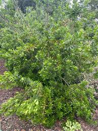 Image result for Myrica salicifolia