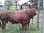 1.2 sunnatnya waktu menyembelih qurban. Dalil Qurban Dalam Alquran Dalil Qurban Dari Hadits Lengkap Hukum Qurban Waktu Penyembelihan Qurban Halaman All Tribun Pontianak