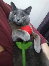 See more ideas about no closet solutions, closet organization, closet bedroom. A Rose For The Lady Closet To My Heart Album On Imgur