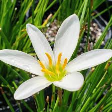 Image result for Zephyranthes candida