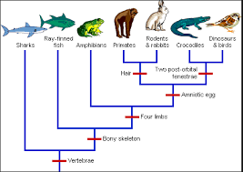 How To Read A Dendrogram The Institute Of Canine Biology