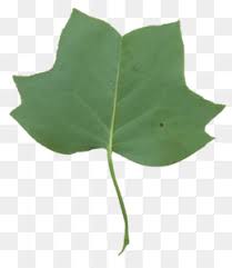 The poplar name comes from ancient rome, as the trees were routinely planted in public spaces or near people; Tulip Poplar Png Tulip Poplar Leaf Tulip Poplar Tree Tulip Poplar Flower Tulip Poplar Bark Tulip Poplar Wood Tulip Poplar Tree Problems Pink Tulip Poplar Tulip Poplar Buds Tulip Poplar Tree Information Kentucky State Tree Tulip Poplar Kentucky Tulip