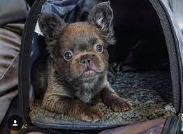 We did not find results for: Cherry Valley Blue Frenchies Home Of The Fluffy Frenchies Home Facebook