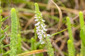 Image result for Orthochilus milnei